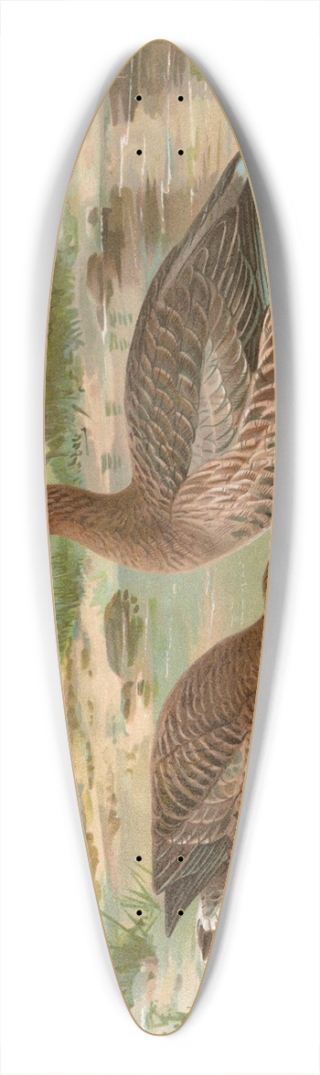 Johann Friedrich Naumann - Anser anser 39.3 inch art pintail longboard deck