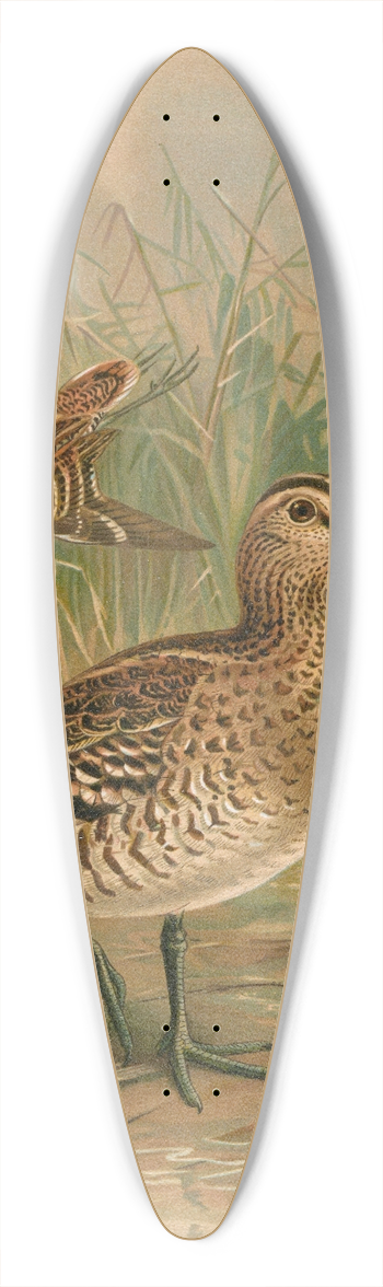 Johann Friedrich Naumann - Gallinago major 39.3 inch art pintail longboard deck