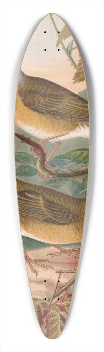 Johann Friedrich Naumann - Turdus obscurus 39.3 inch art pintail longboard deck