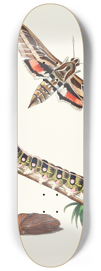 George Shaw - Lineated Sphinx 8.25 inch art skate deck