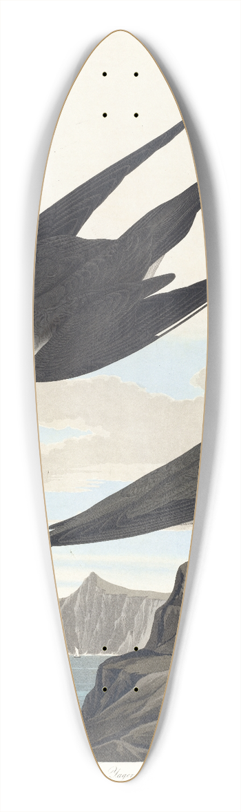 John James Audubon - Arctic yager 39.3 inch art pintail longboard deck
