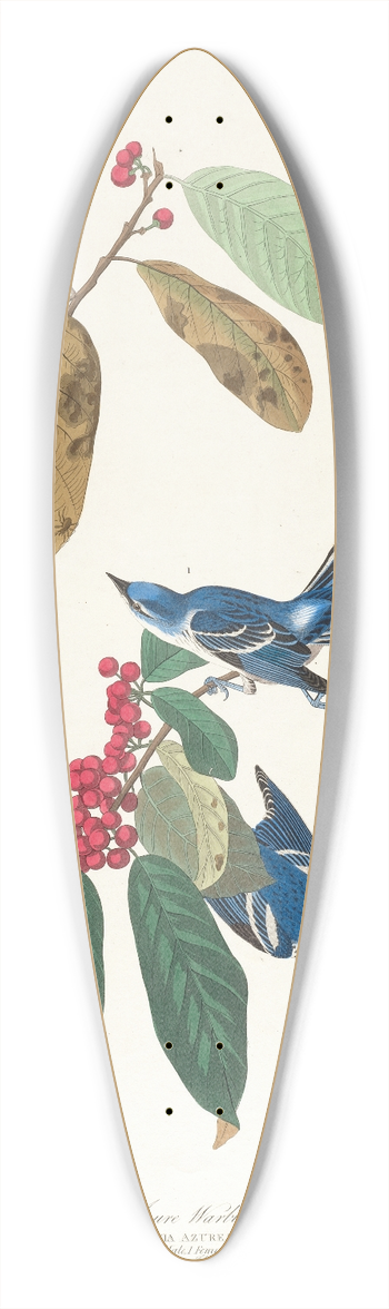 John James Audubon - Azure warbler 39.3 inch art pintail longboard deck