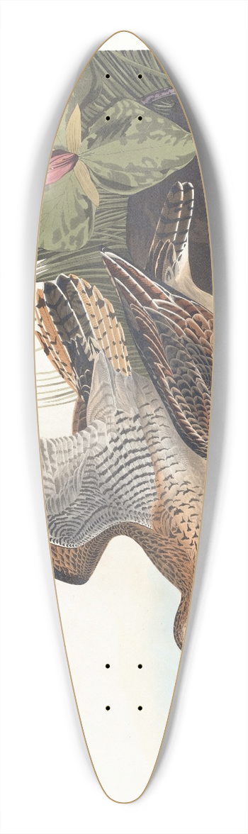 John James Audubon - Bartram sandpiper 39.3 inch art pintail longboard deck