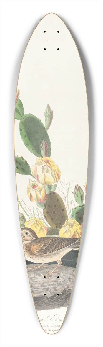 John James Audubon - Bay-winged bunting 39.3 inch art pintail longboard deck