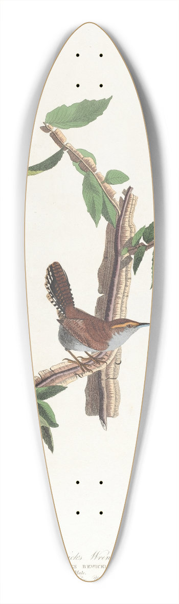 John James Audubon - Bewicks warbler 39.3 inch art pintail longboard deck