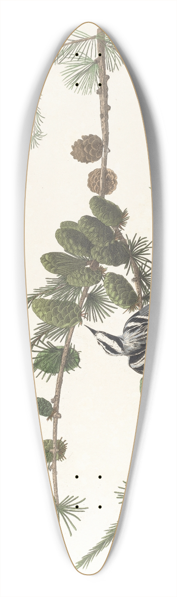 John James Audubon - Black and white creeper 39.3 inch art pintail longboard deck