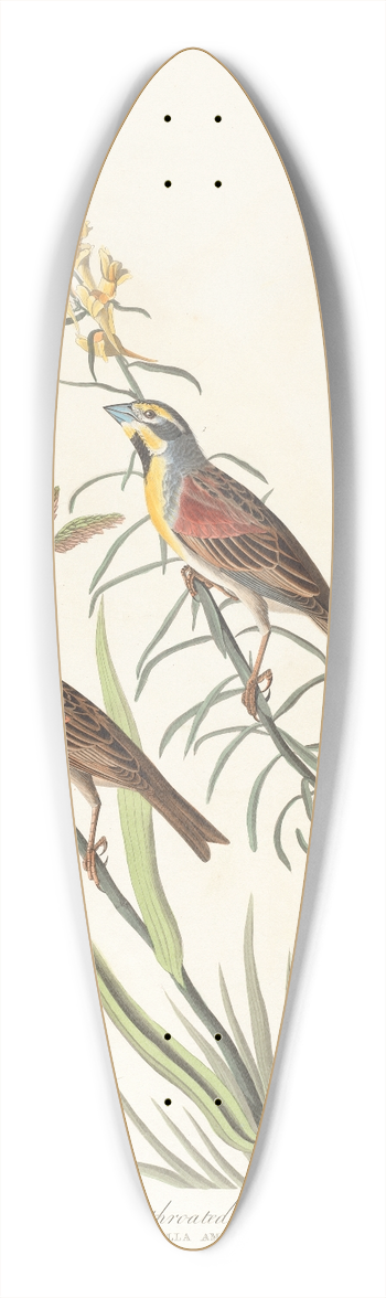 John James Audubon - Black-throated bunting 39.3 inch art pintail longboard deck