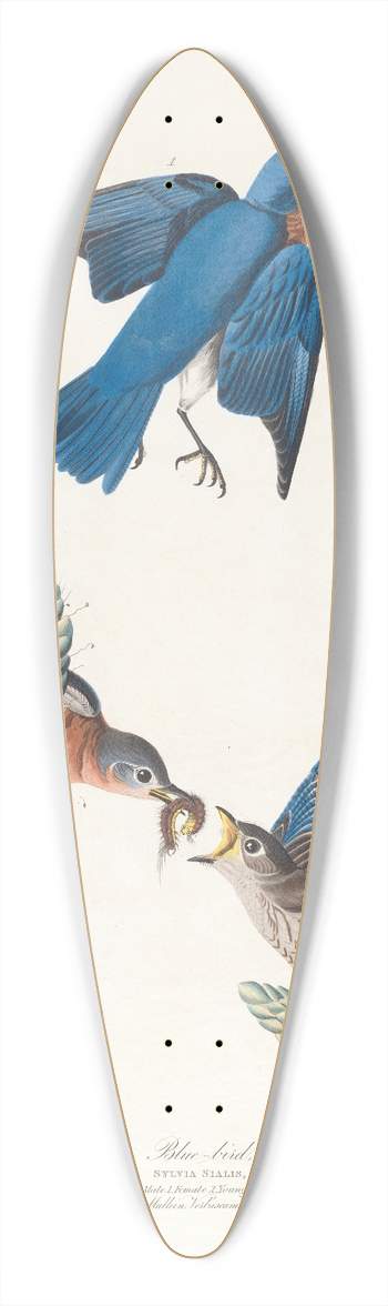 John James Audubon - Blue-bird 39.3 inch art pintail longboard deck