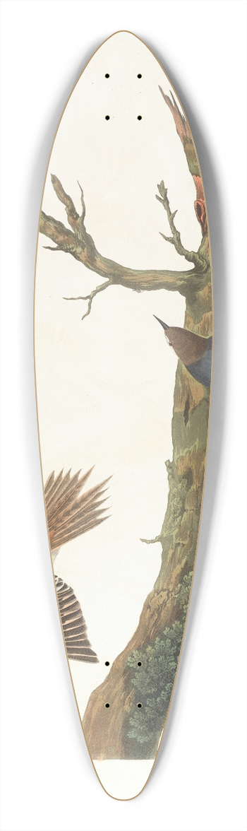 John James Audubon - Brown creeper. Californian nuthatch 39.3 inch art pintail longboard deck