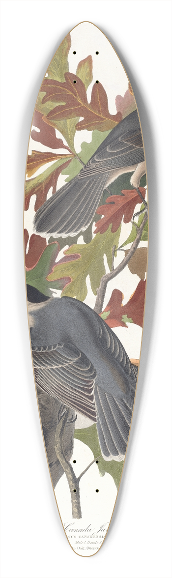 John James Audubon - Canada jay 39.3 inch art pintail longboard deck