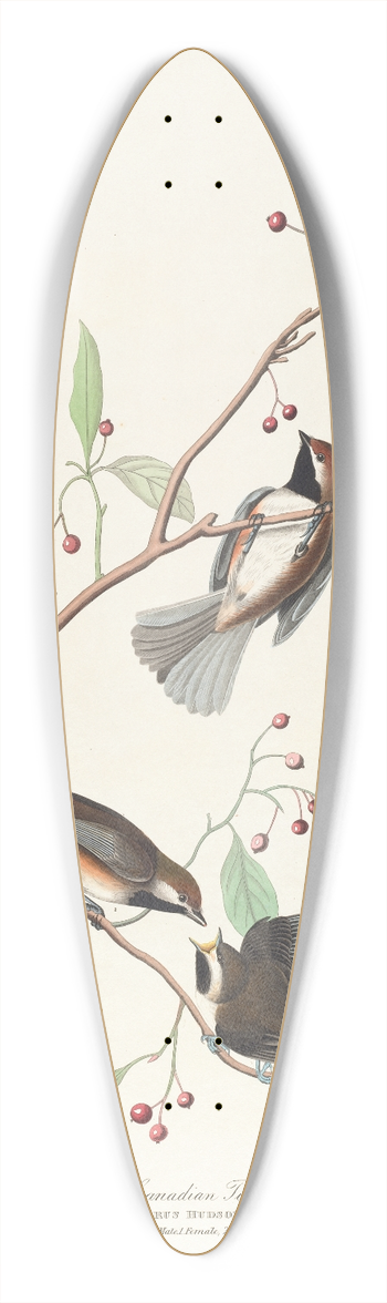 John James Audubon - Canadian titmouse 39.3 inch art pintail longboard deck