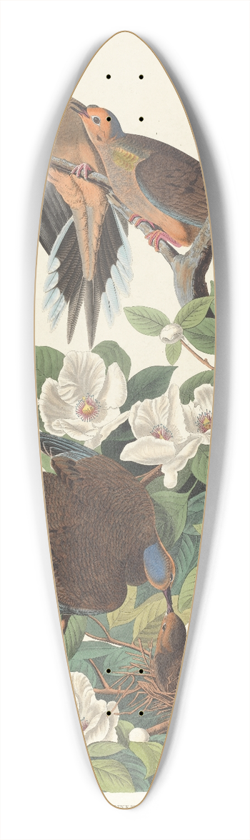 John James Audubon - Carolina turtle dove 39.3 inch art pintail longboard deck