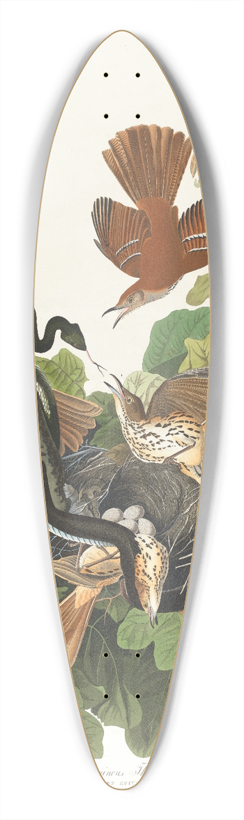 John James Audubon - Ferruginous thrush 39.3 inch art pintail longboard deck