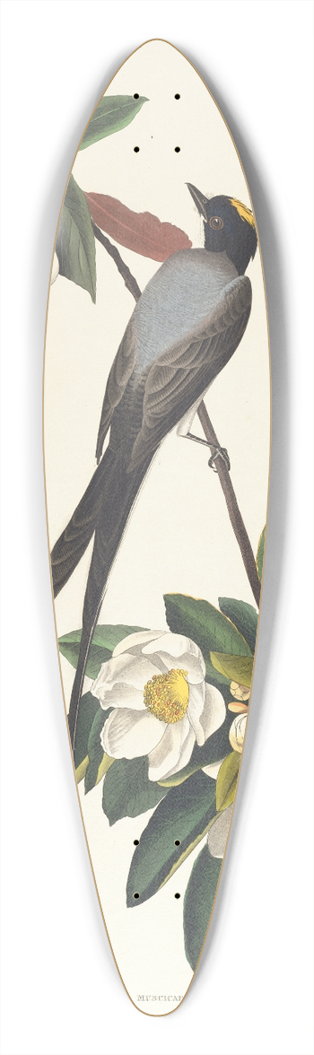 John James Audubon - Fork-tailed flycatcher 39.3 inch art pintail longboard deck