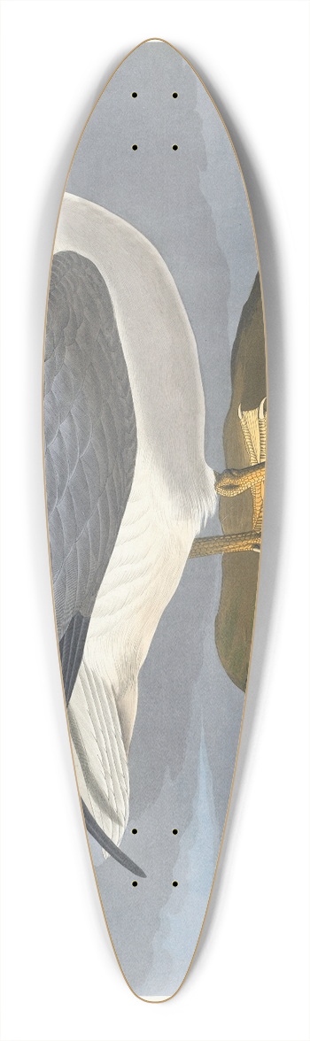 John James Audubon - Fulmar petrel 39.3 inch art pintail longboard deck