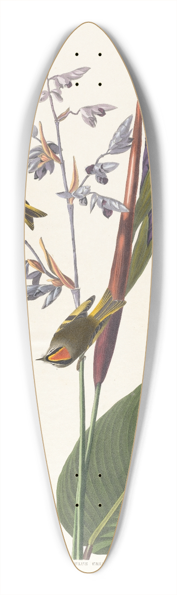 John James Audubon - Golden crested-wren 39.3 inch art pintail longboard deck