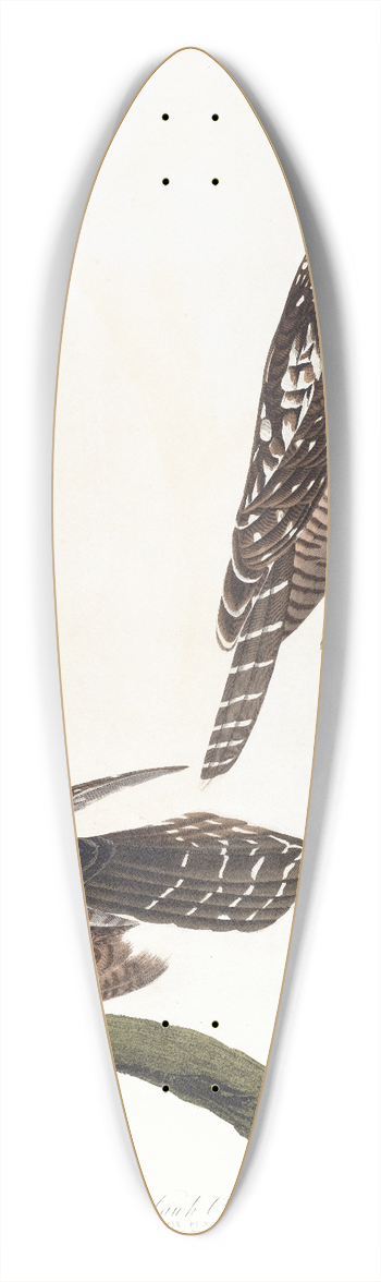 John James Audubon - Hawk owl 39.3 inch art pintail longboard deck