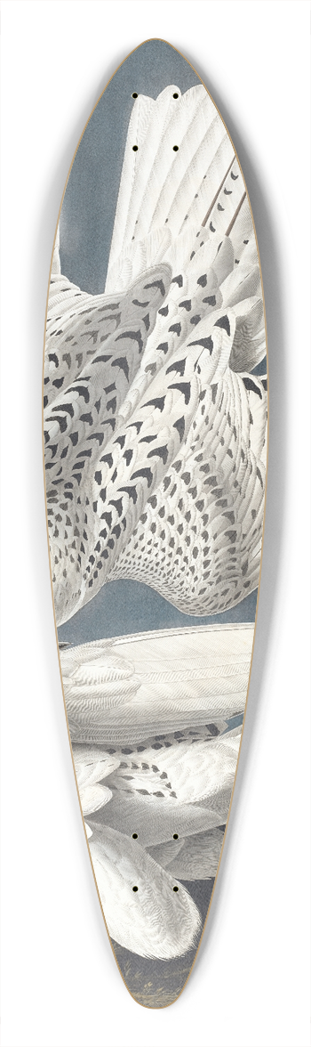 John James Audubon - Iceland or jer falcon 39.3 inch art pintail longboard deck