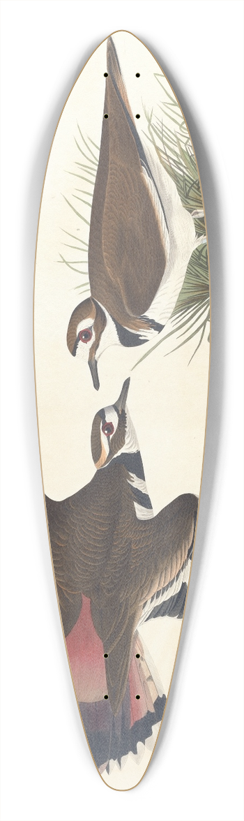 John James Audubon - Killdeer plover 39.3 inch art pintail longboard deck