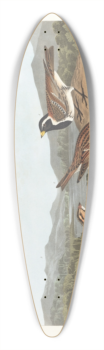 John James Audubon - Lapland long-spur 39.3 inch art pintail longboard deck