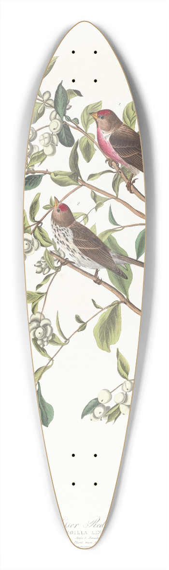 John James Audubon - Lesser red-poll 39.3 inch art pintail longboard deck
