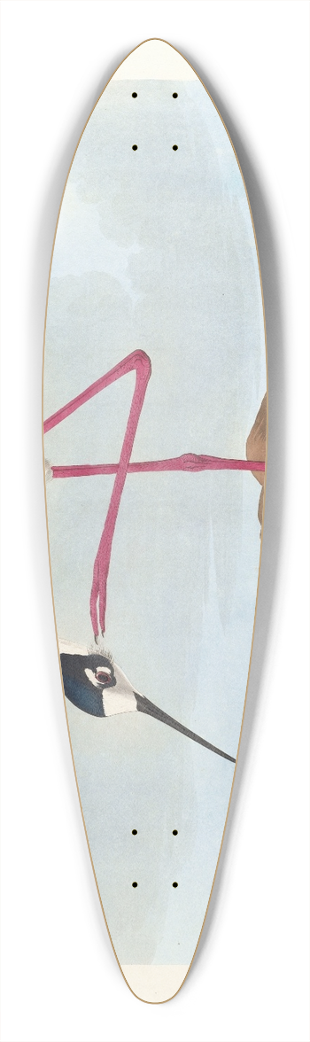 John James Audubon - Long-legged avocet 39.3 inch art pintail longboard deck
