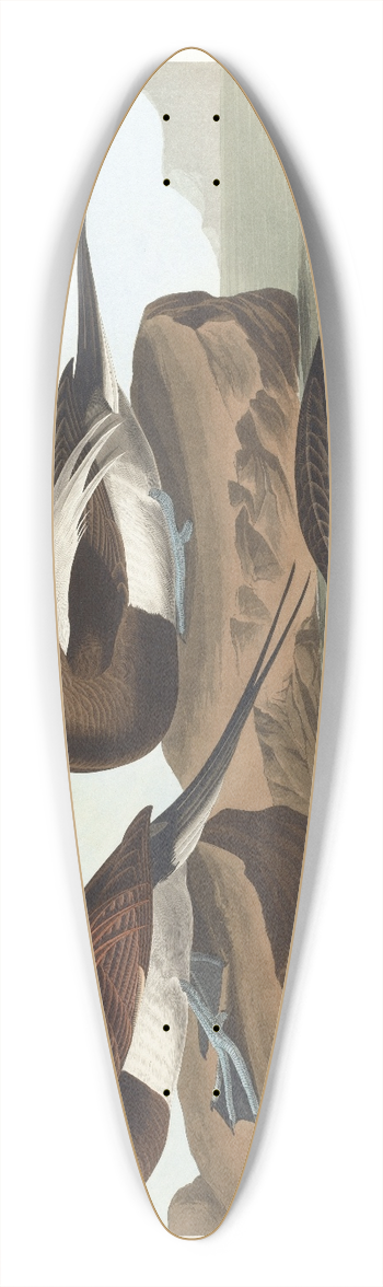 John James Audubon - Long-tailed duck 39.3 inch art pintail longboard deck