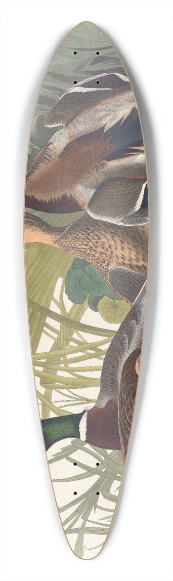 John James Audubon - Mallard duck 39.3 inch art pintail longboard deck