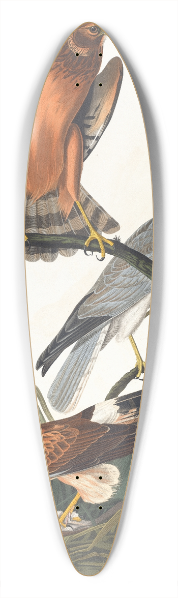 John James Audubon - Marsh hawk 39.3 inch art pintail longboard deck