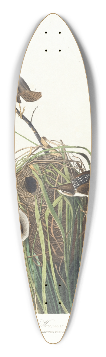 John James Audubon - Marsh wren 39.3 inch art pintail longboard deck