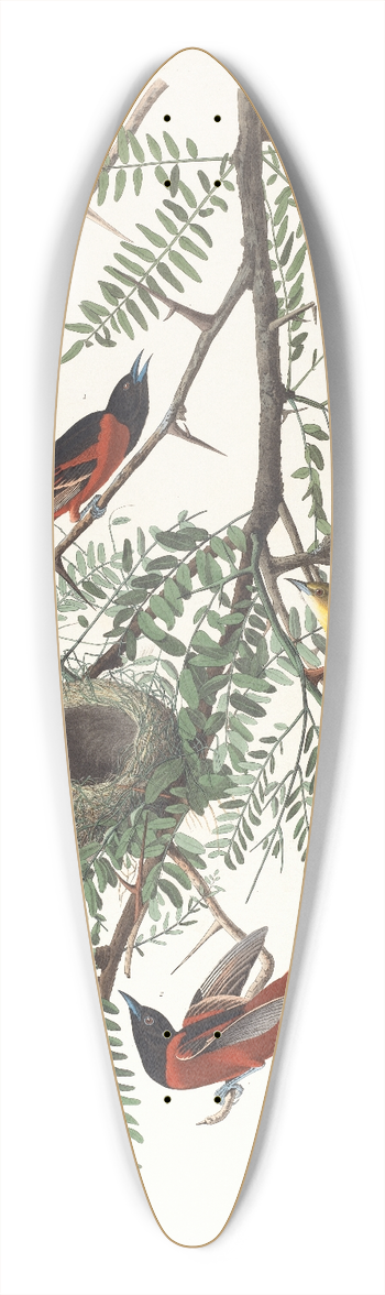 John James Audubon - Orchard oriole 39.3 inch art pintail longboard deck