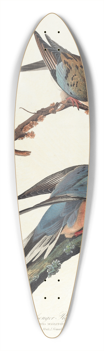 John James Audubon - Passenger pigeon 39.3 inch art pintail longboard deck