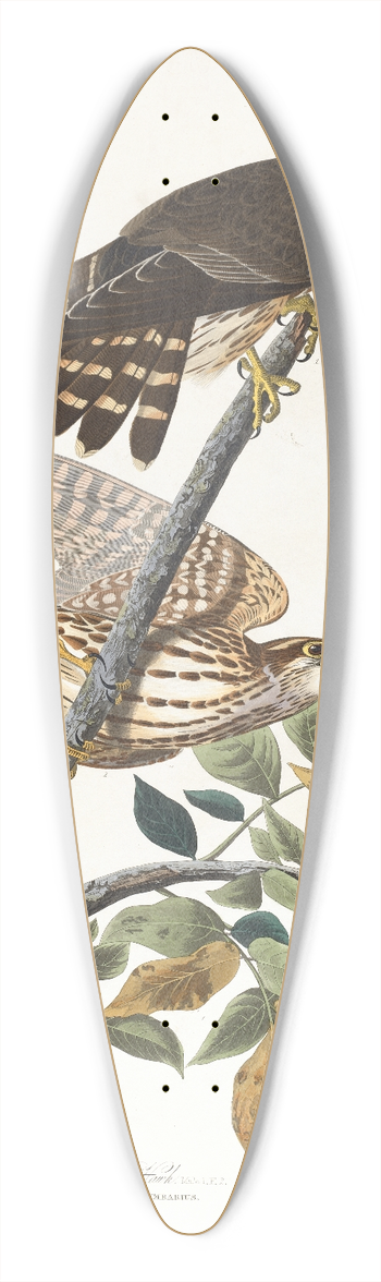 John James Audubon - Pigeon hawk 39.3 inch art pintail longboard deck
