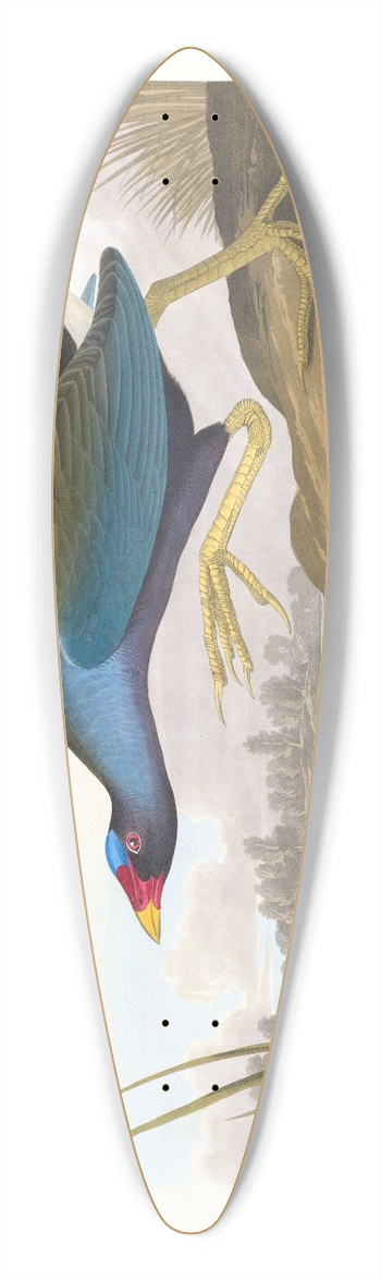 John James Audubon - Purple gallinule 39.3 inch art pintail longboard deck