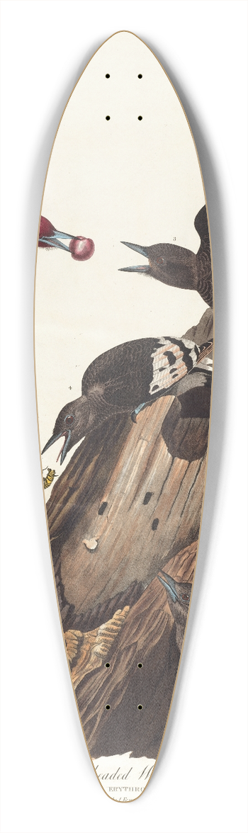 John James Audubon - Red headed woodpecker 39.3 inch art pintail longboard deck