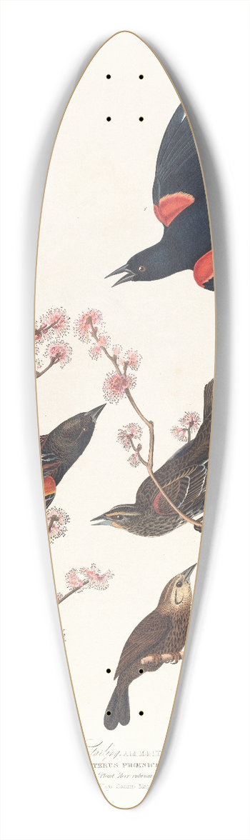 John James Audubon - Red-winged starling 39.3 inch art pintail longboard deck