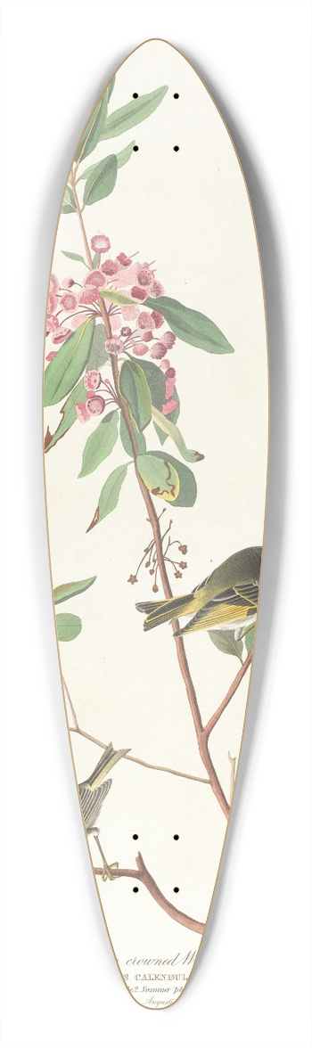 John James Audubon - Ruby crowned wren 39.3 inch art pintail longboard deck