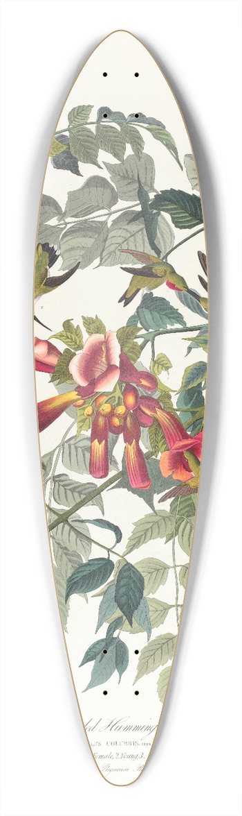 John James Audubon - Ruby-throated humming bird 39.3 inch art pintail longboard deck