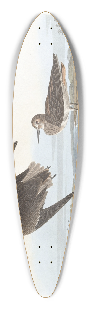 John James Audubon - Schinzs sandpiper 39.3 inch art pintail longboard deck