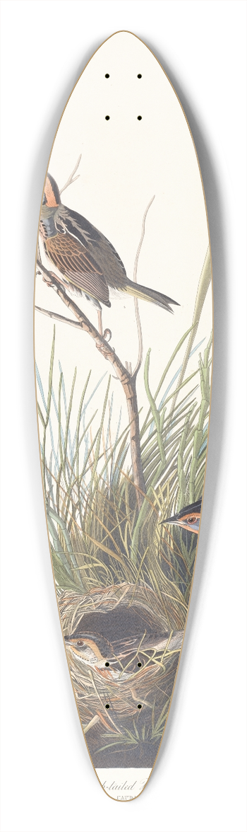 John James Audubon - Sharp-tailed finch 39.3 inch art pintail longboard deck