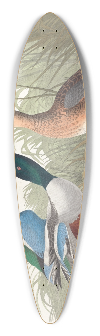 John James Audubon - Shoveller duck 39.3 inch art pintail longboard deck