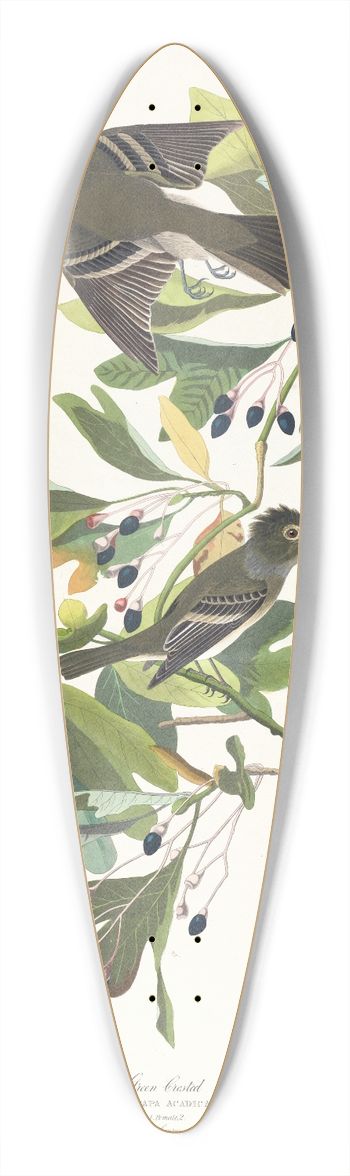 John James Audubon - Small green crested flycatcher 39.3 inch art pintail longboard deck