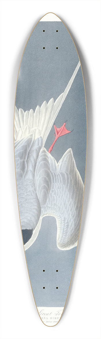 John James Audubon - Sterna hirundo 39.3 inch art pintail longboard deck