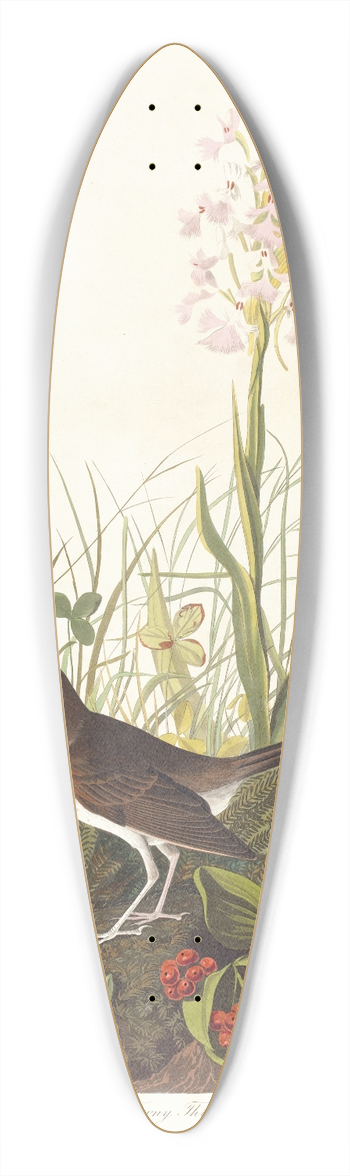 John James Audubon - Tawny thrush 39.3 inch art pintail longboard deck