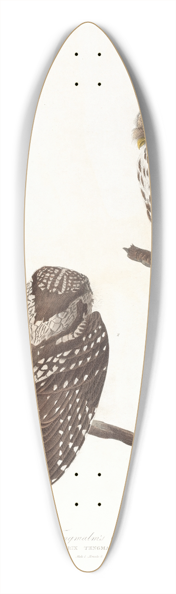 John James Audubon - Tengmalms owl 39.3 inch art pintail longboard deck