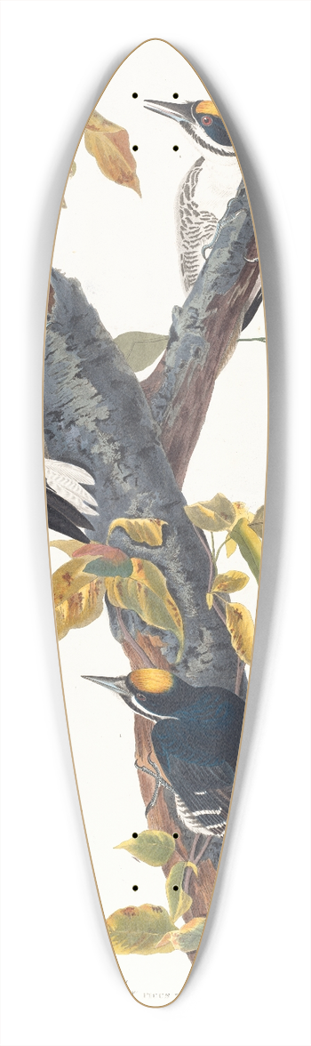 John James Audubon - Three-toed woodpecker 39.3 inch art pintail longboard deck