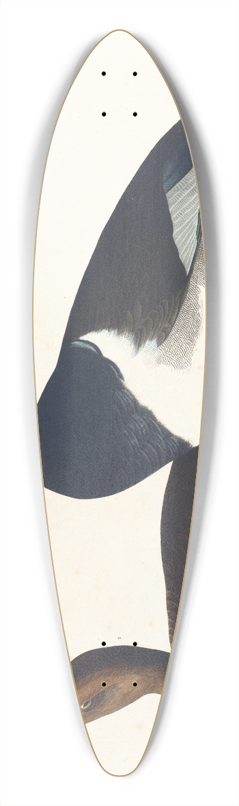 John James Audubon - Tufted duck 39.3 inch art pintail longboard deck