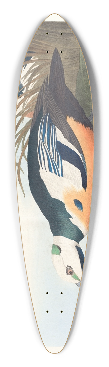 John James Audubon - Western duck 39.3 inch art pintail longboard deck
