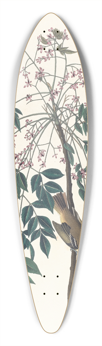 John James Audubon - White eyed flycatcher 39.3 inch art pintail longboard deck