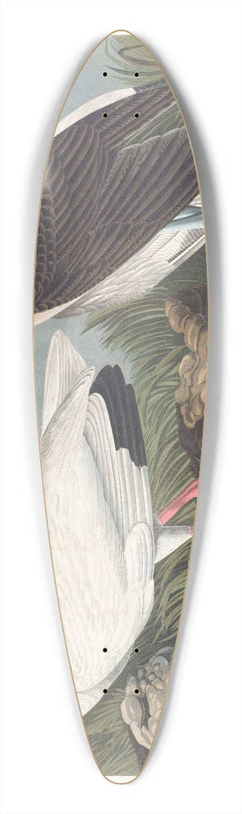 John James Audubon - White ibis 39.3 inch art pintail longboard deck